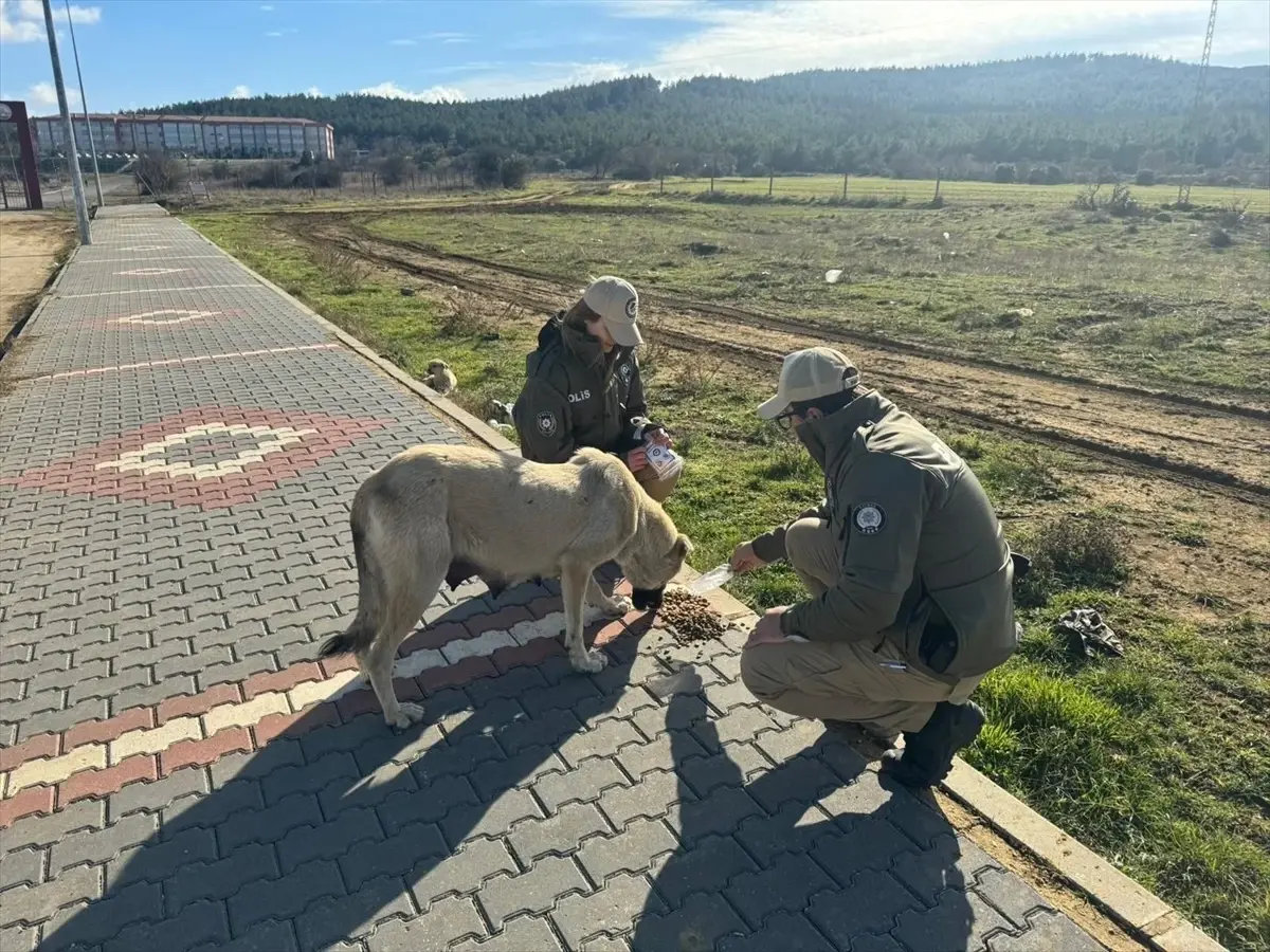 Edirne’de HAYDİ Ekipleri Sahipsiz Hayvanları Besledi Edirne’de HAYDİ Ekipleri Sahipsiz Hayvanları Besledi